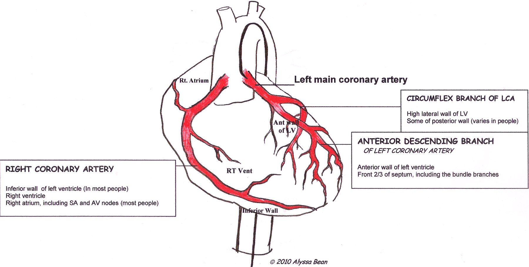 Coronary Arteries Labeled ECG Guru Instructor Resources